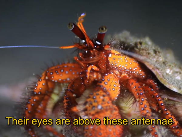 Lobster - submerged universe