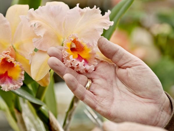 Visionary Gardeners June