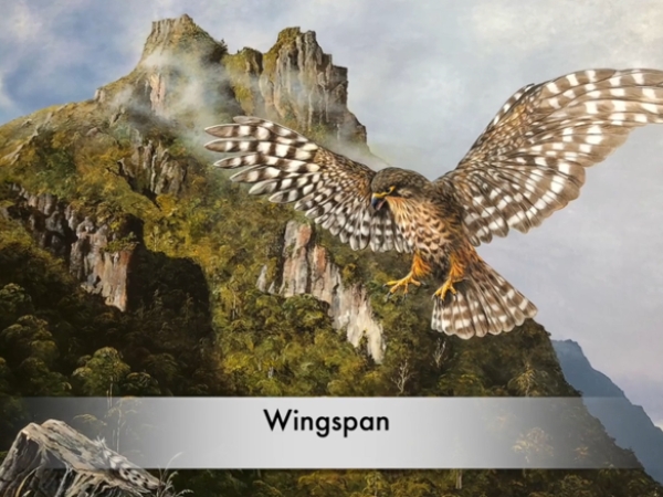 eagle wingspan