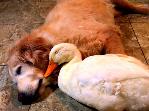 Dogs Best Friend August 2026