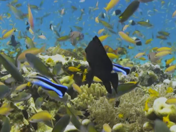 Top Dive Sites August 2026